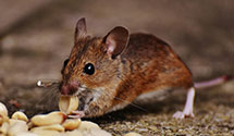 24 Hour & Emergency Exterminators in Medford Township, NJ